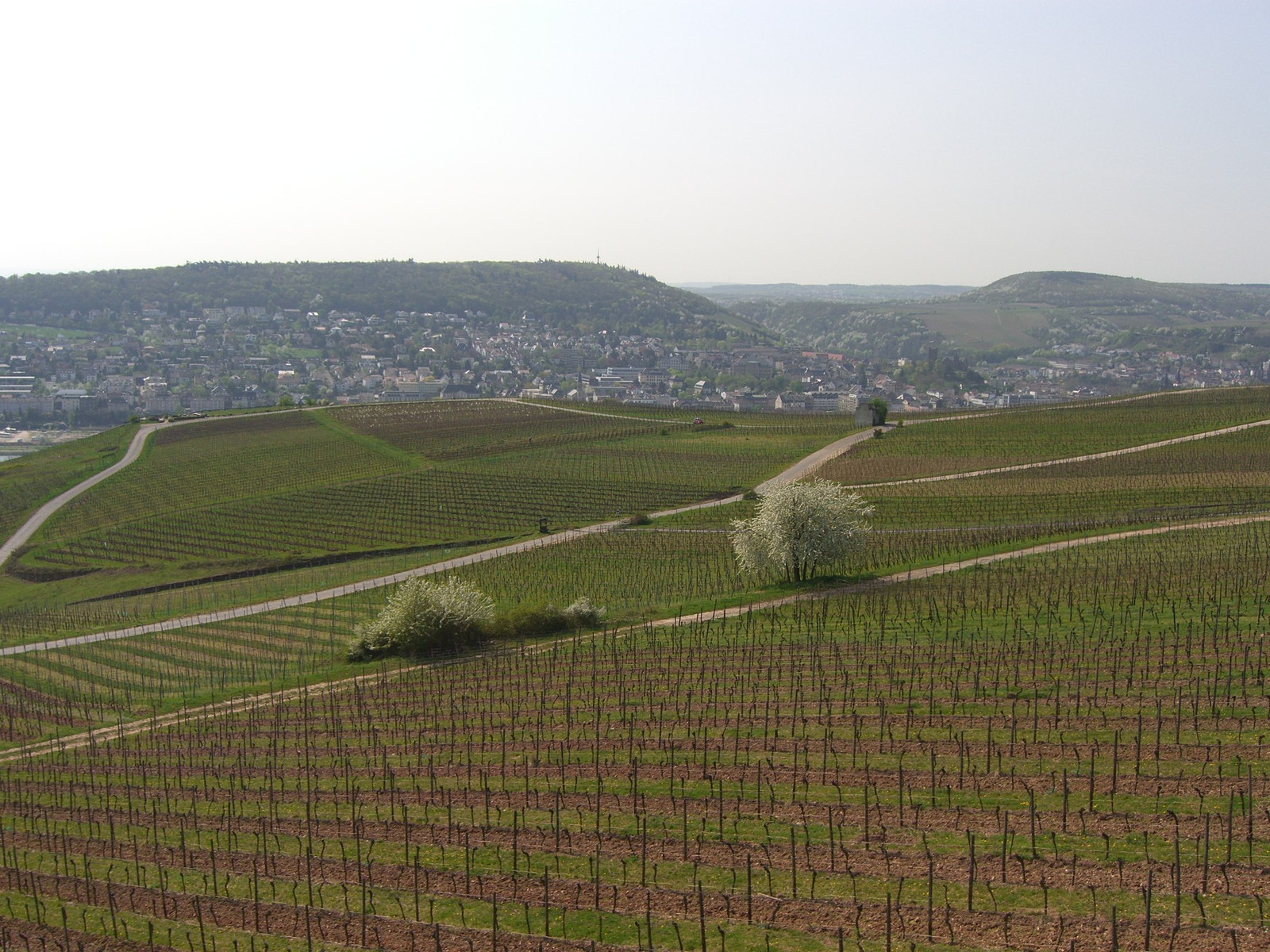 Ruedesheim